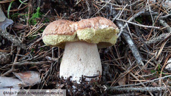 Boletus edulis