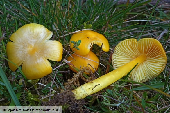 Hygrocybe chlorophana