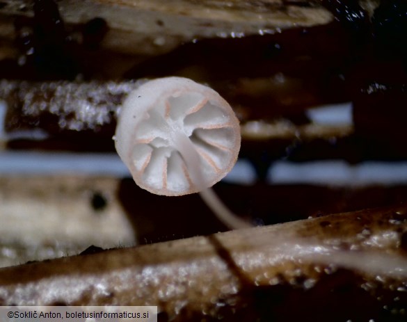 Mycena pterigena