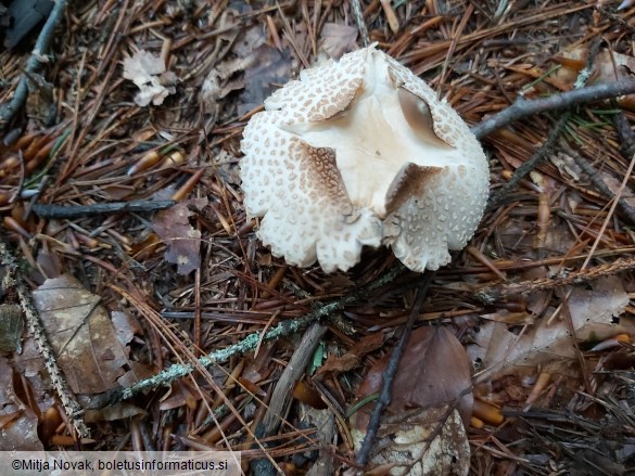 Amanita franchetii