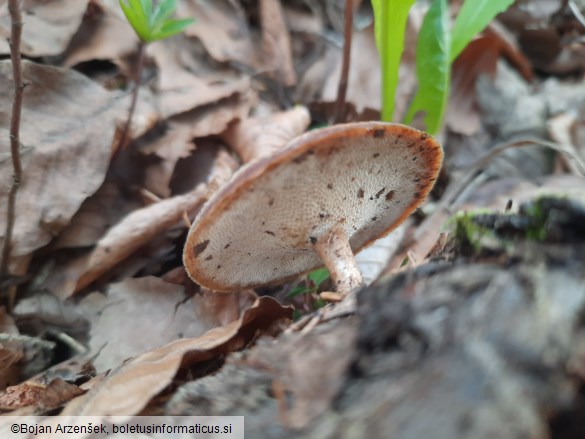 Polyporus brumalis