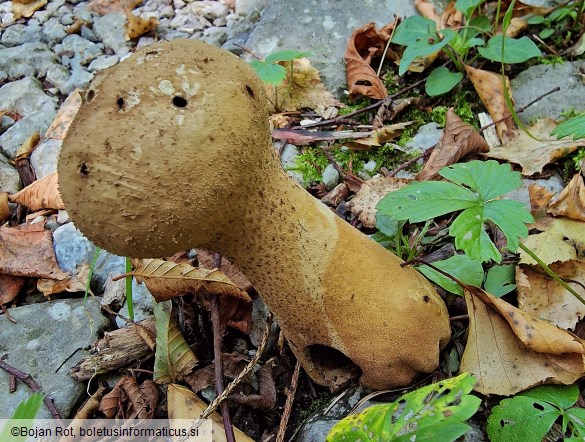 Calvatia excipuliformis