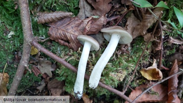 Entoloma rhodopolium