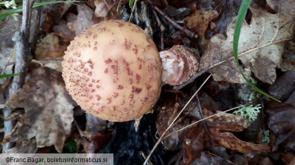 Amanita rubescens