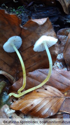 Mycena epipterygia