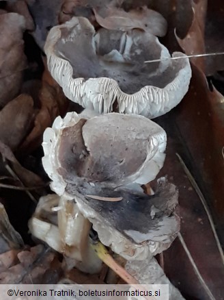 Tricholoma terreum