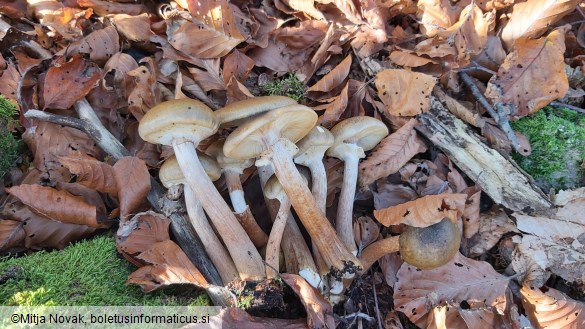 Armillaria mellea