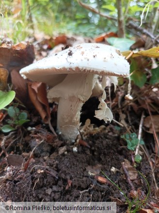 Amanita strobiliformis