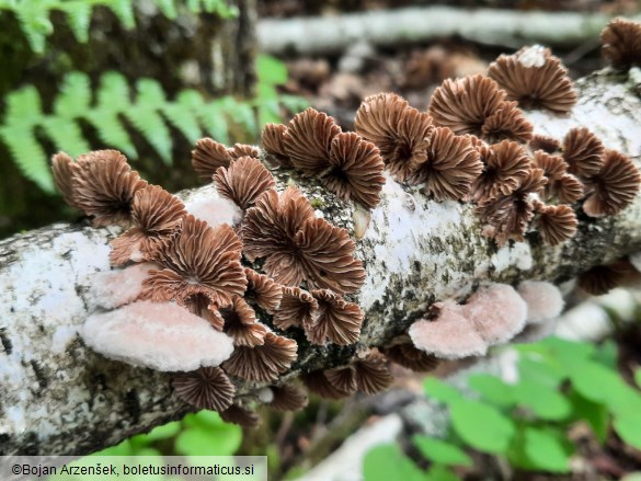Schizophyllum commune