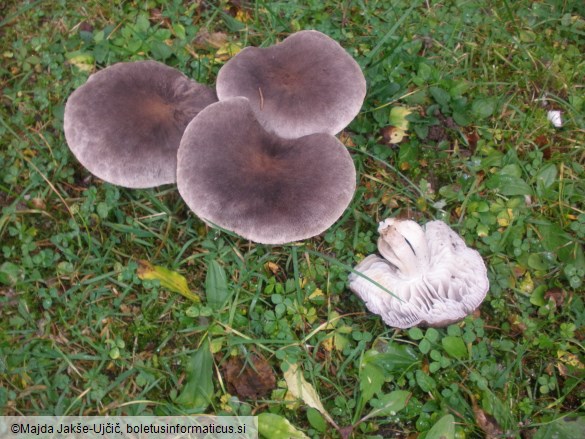 Tricholoma terreum