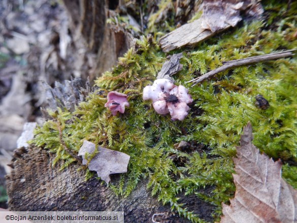 Ascocoryne cylichnium