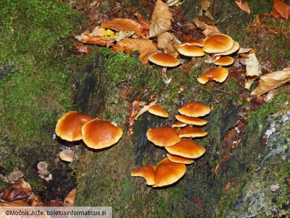 Gymnopilus penetrans