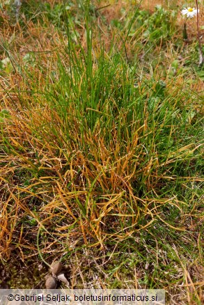 Puccinia striiformis