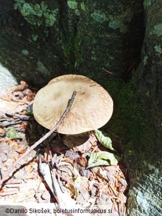 Boletus aestivalis