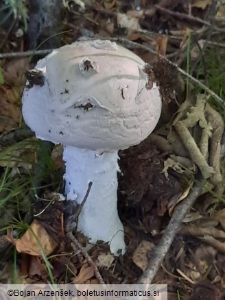 Amanita strobiliformis