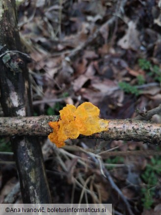 Tremella mesenterica