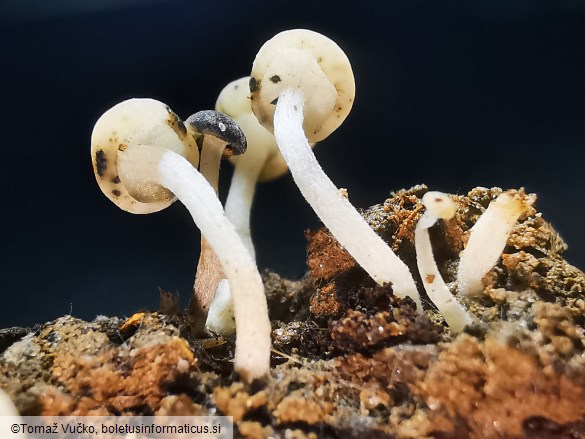 Cudoniella acicularis