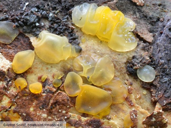 Dacrymyces lacrymalis