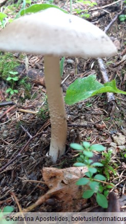 Amanita subalpina