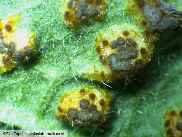 Puccinia modiolae
