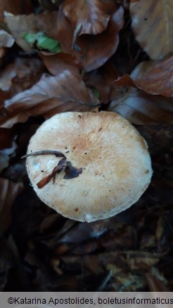 Cortinarius