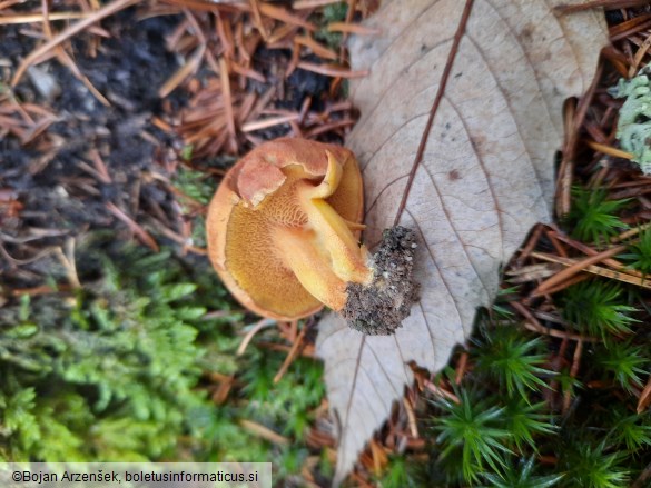 Chalciporus piperatus