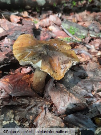 Tricholoma fucatum