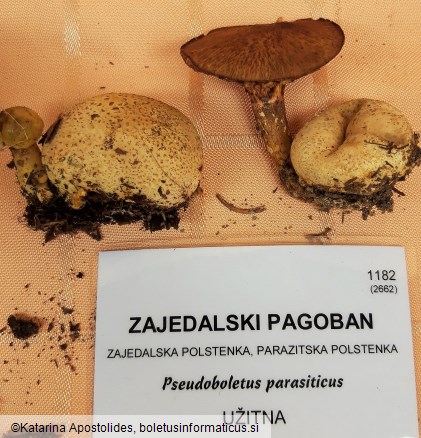 Pseudoboletus parasiticus