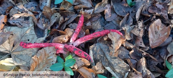 Clathrus archeri