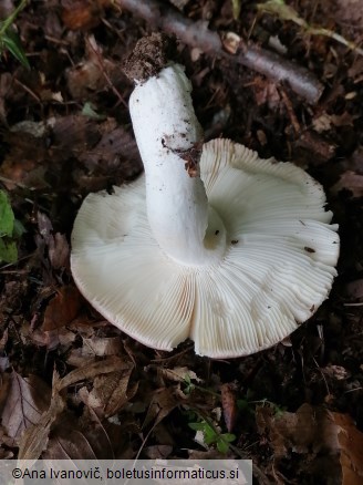 Russula vesca