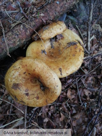 Lactarius scrobiculatus