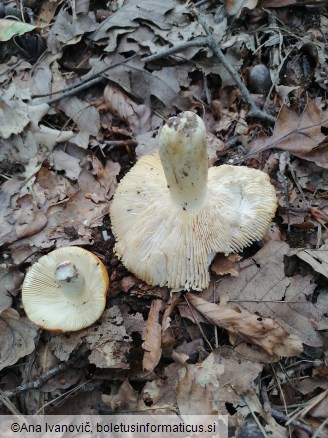 Russula aurea