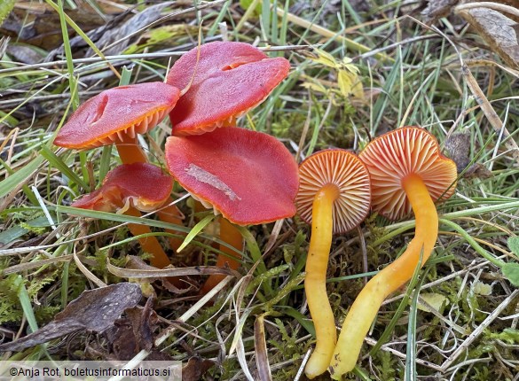 Hygrocybe coccinea