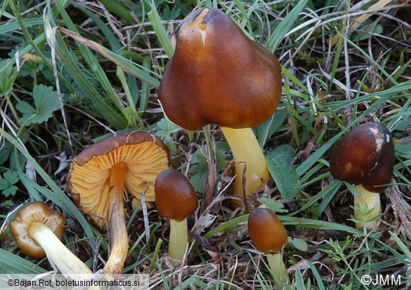 Hygrocybe spadicea