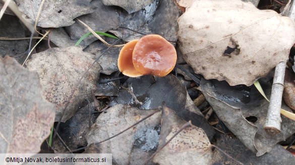 Lactarius lacunarum