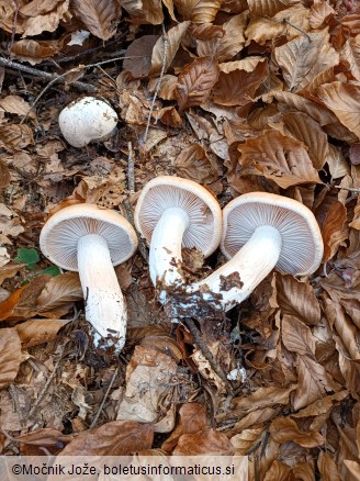 Hygrophorus pudorinus