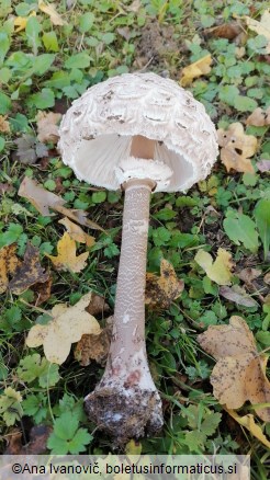 Macrolepiota procera