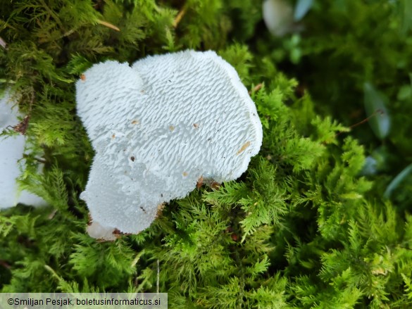 Pseudohydnum gelatinosum