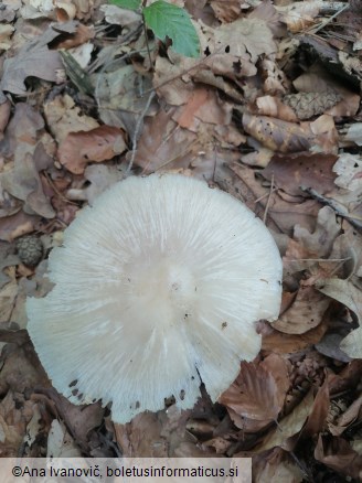 Megacollybia platyphylla