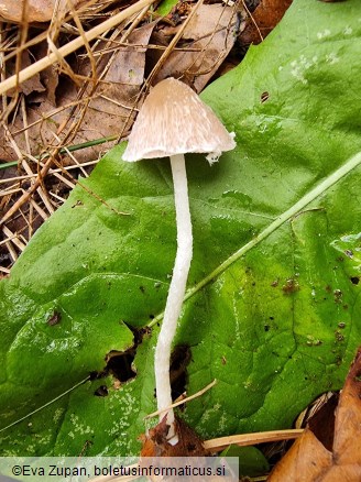 Psathyrella fibrillosa