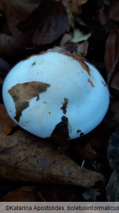 Hygrophorus cossus