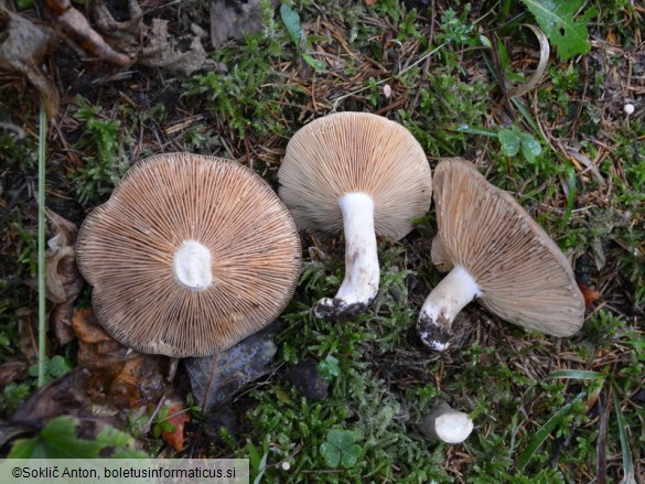 Lactarius fuliginosus