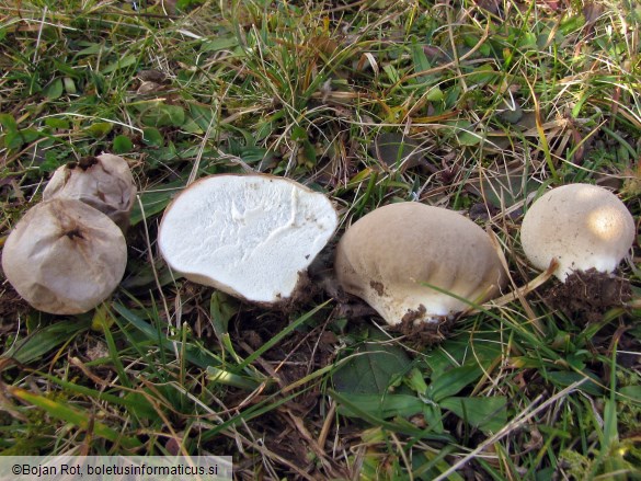 Lycoperdon lividum