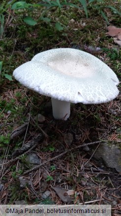 Russula virescens