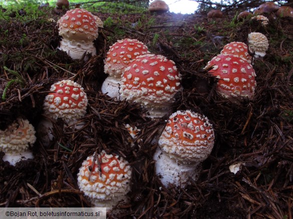 Amanita muscaria