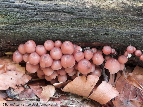 Mycena renati