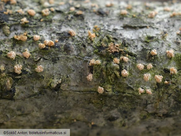Flammocladiella anomiae