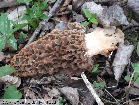 Morchella esculenta