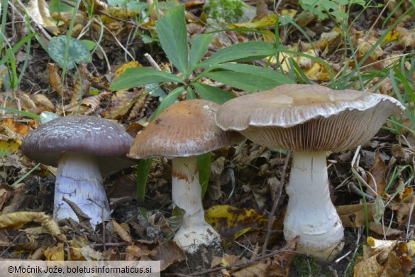 Cortinarius praestans