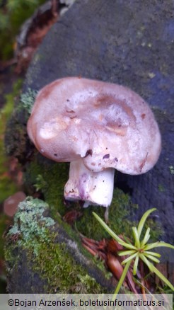 Lactarius uvidus